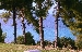 Pine trees in front of the villa